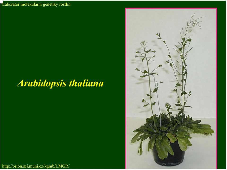 Arabidopsis thaliana