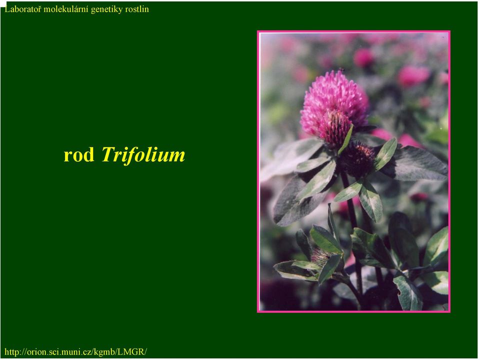 Trifolium