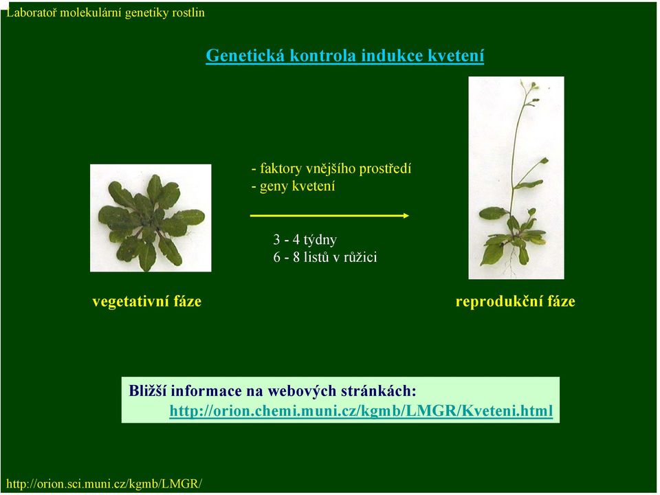 vegetativní fáze reprodukční fáze Bližší informace na webových stránkách: