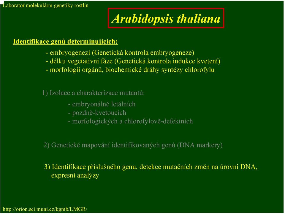 Izolace a charakterizace mutantů: - embryonálně letálních - pozdně-kvetoucích - morfologických a chlorofylově-defektních 2) Genetické mapování