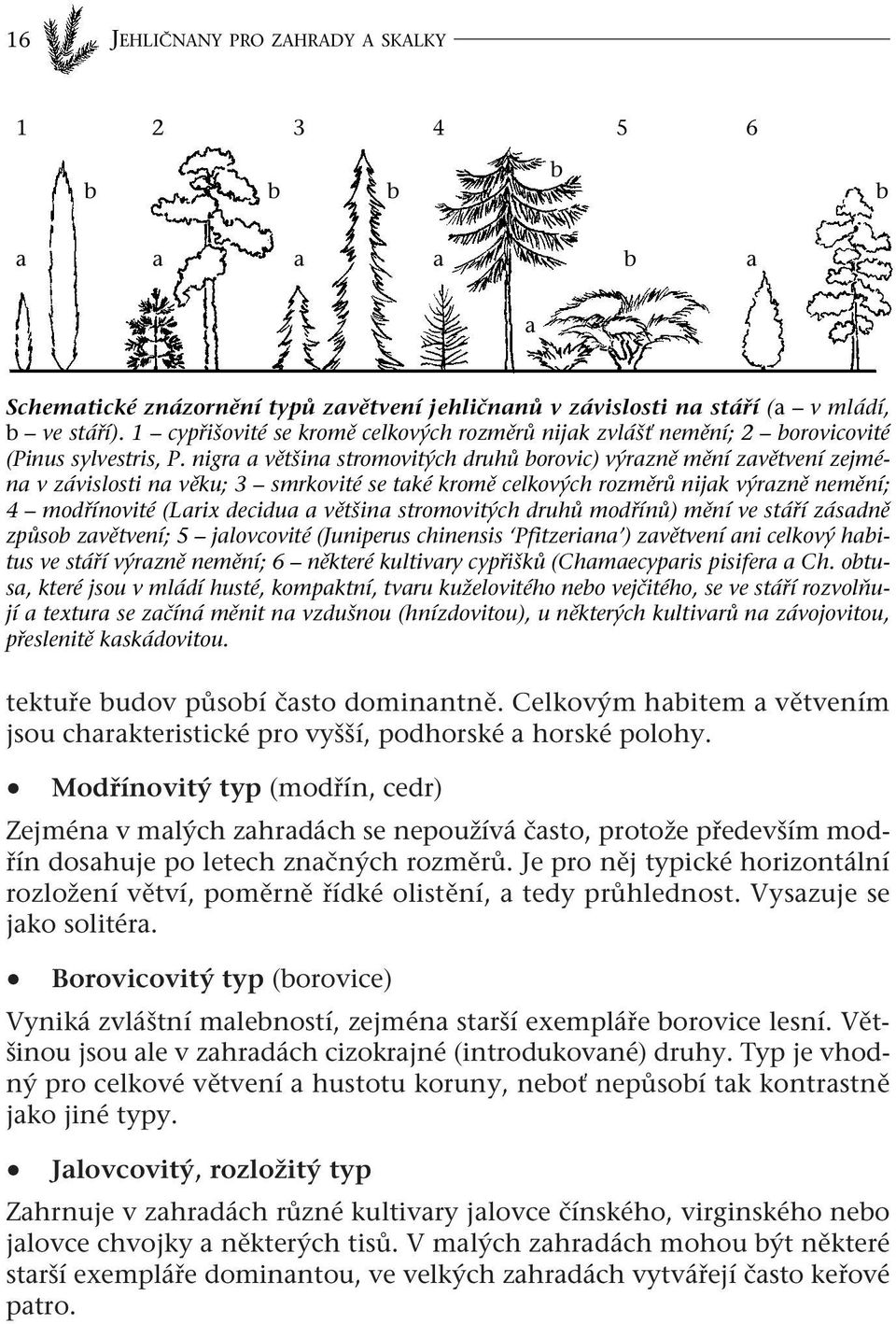 nigra a většina stromovitých druhů borovic) výrazně mění zavětvení zejména v závislosti na věku; 3 smrkovité se také kromě celkových rozměrů nijak výrazně nemění; 4 modřínovité (Larix decidua a