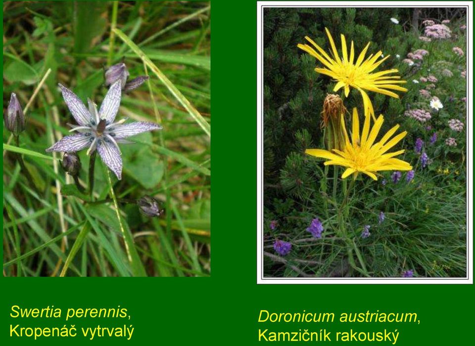 Doronicum