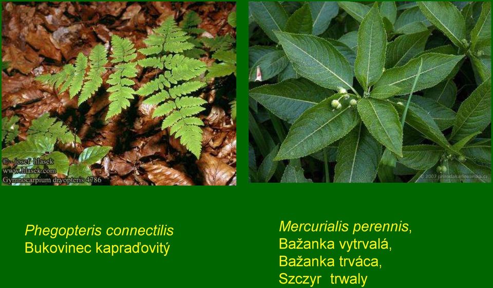 Mercurialis perennis,