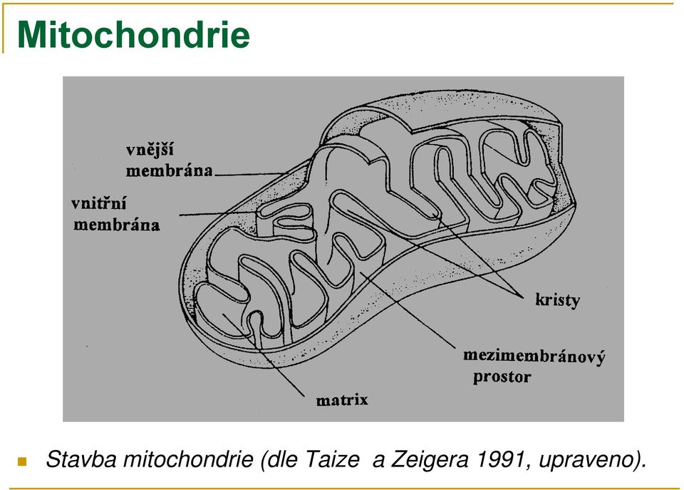 mitochondrie (dle