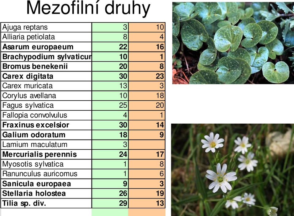 Fallopia convolvulus 4 1 Fraxinus excelsior 30 14 Galium odoratum 18 9 Lamium maculatum 3 Mercurialis perennis