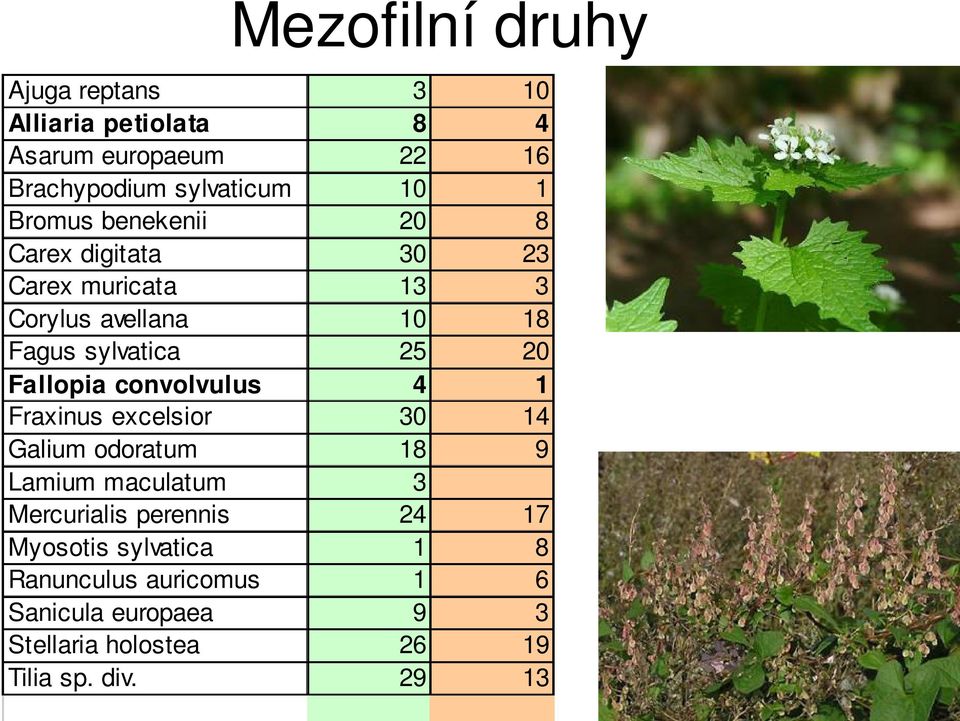 Fallopia convolvulus 4 1 Fraxinus excelsior 30 14 Galium odoratum 18 9 Lamium maculatum 3 Mercurialis perennis