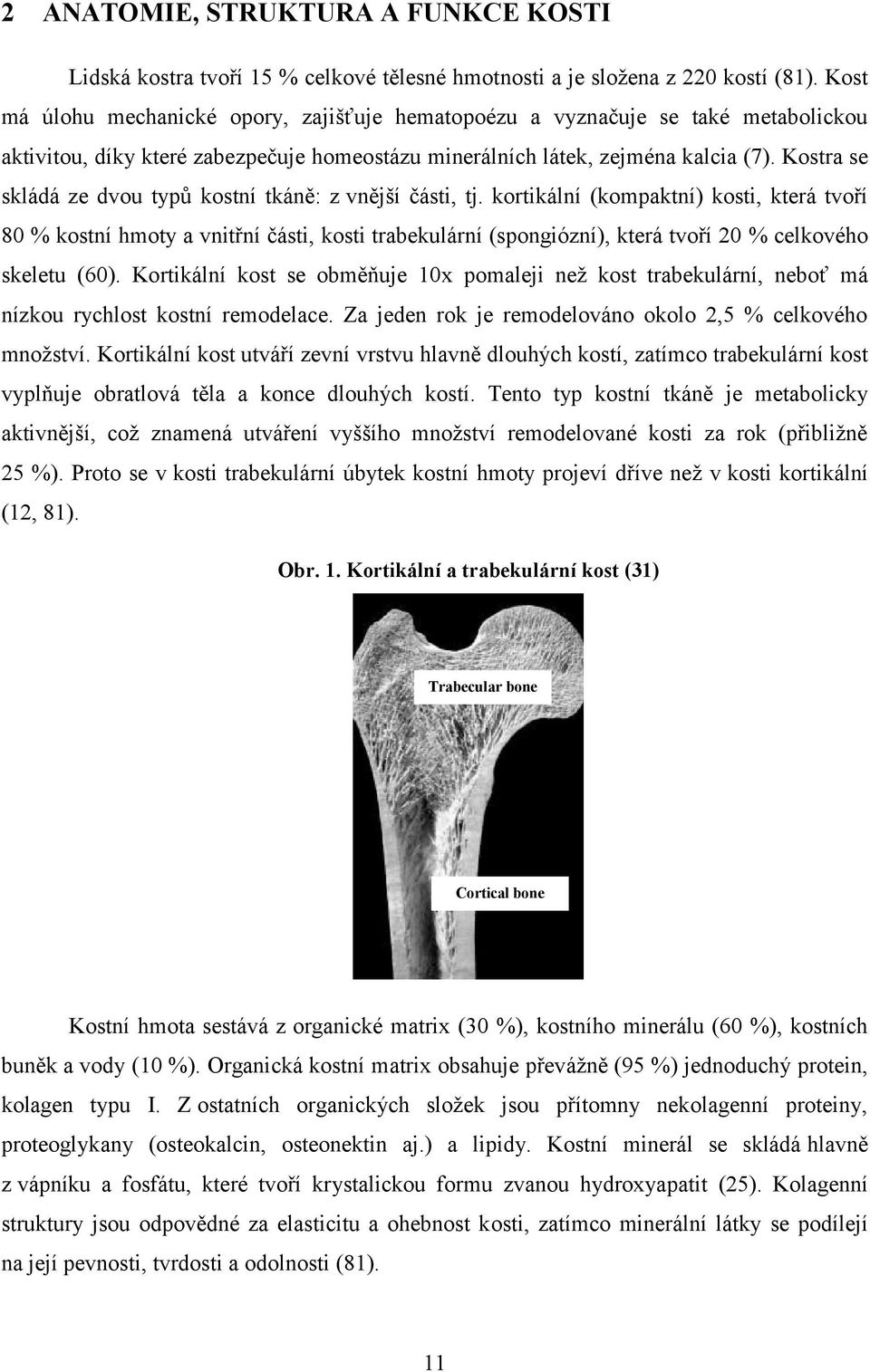 Kostra se skládá ze dvou typů kostní tkáně: z vnější části, tj.