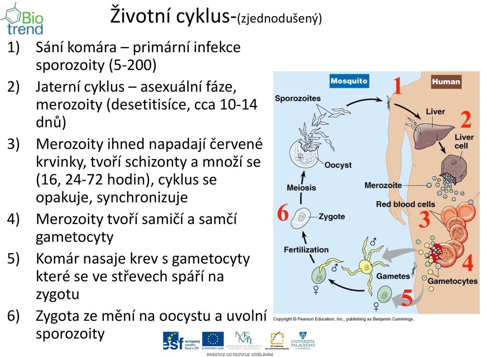 množí se (16, 24-72 hodin), cyklus se opakuje, synchronizuje 4) Merozoity tvoří samičí a samčí gametocyty 5)