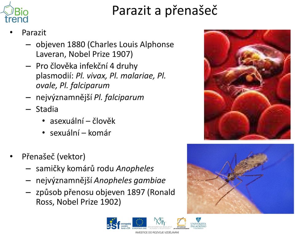 falciparum nejvýznamnější Pl.