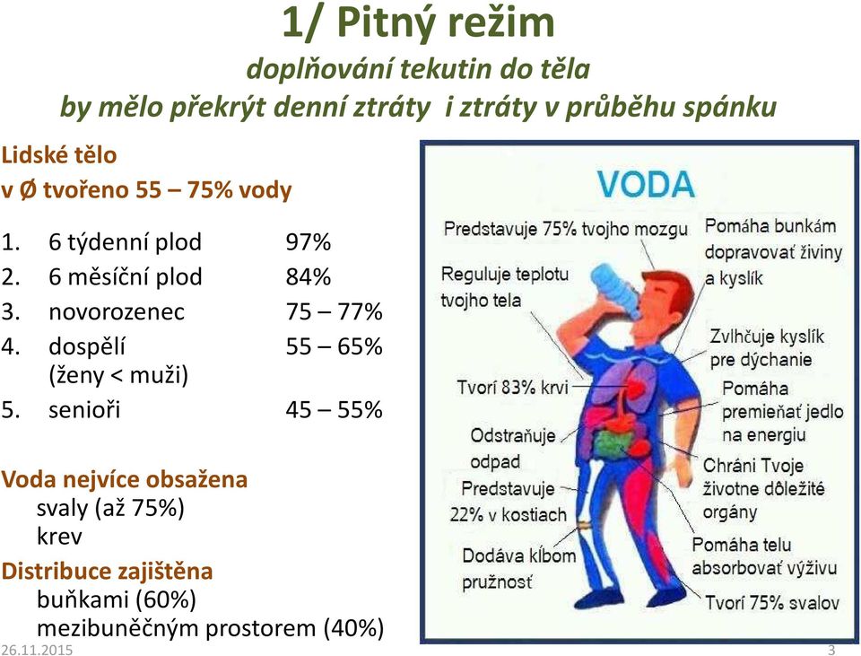 novorozenec 75 77% 4. dospělí 55 65% (ženy < muži) 5.