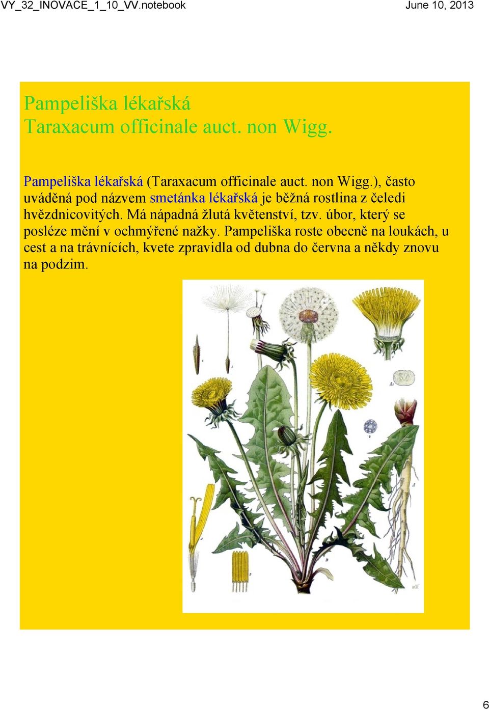 ), často uváděná pod názvem smetánka lékařská je běžná rostlina z čeledi hvězdnicovitých.