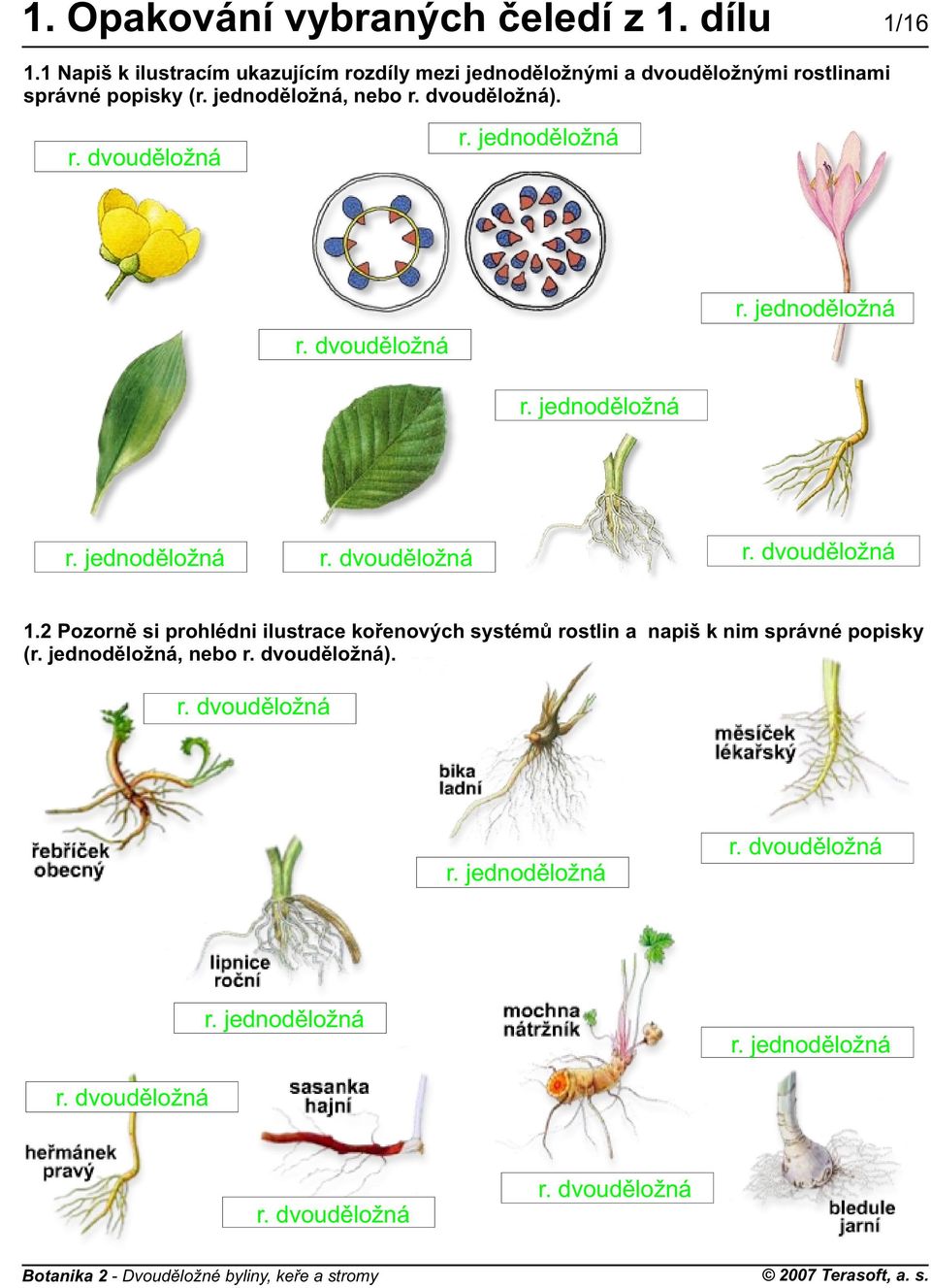 dvoudìložnými rostlinami správné popisky (, nebo ). 1.