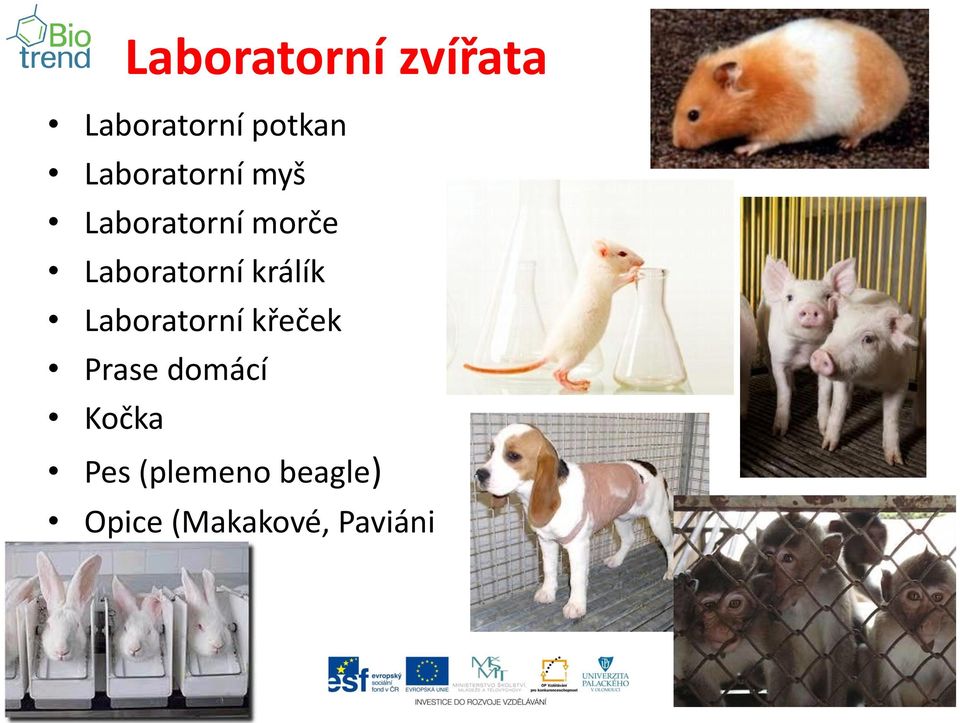 Laboratorní králík Laboratorní křeček Prase