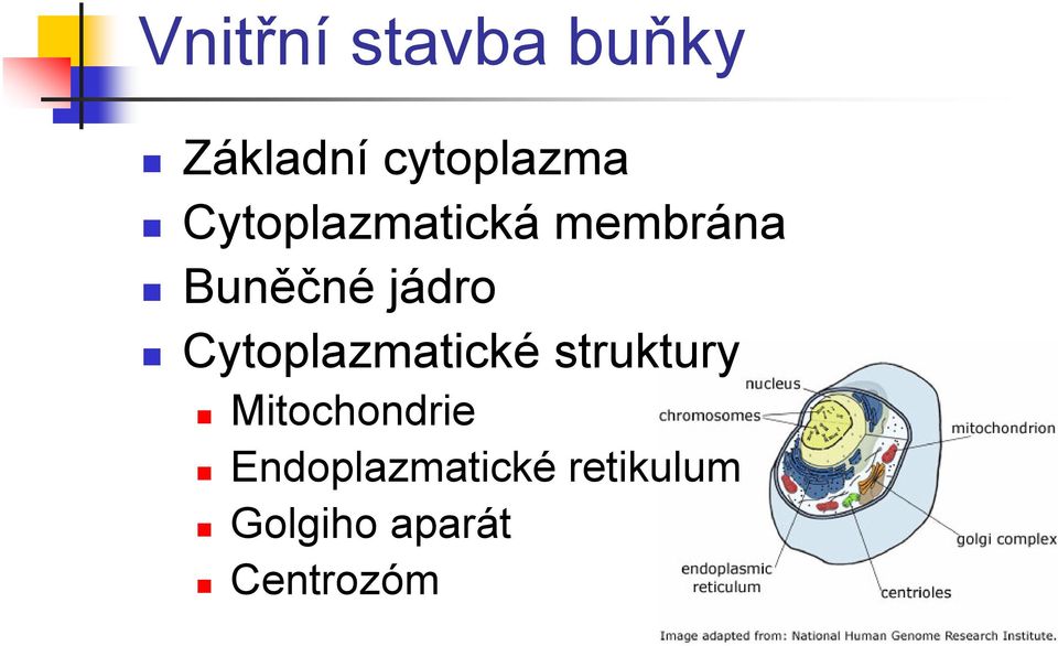 Cytoplazmatické struktury Mitochondrie