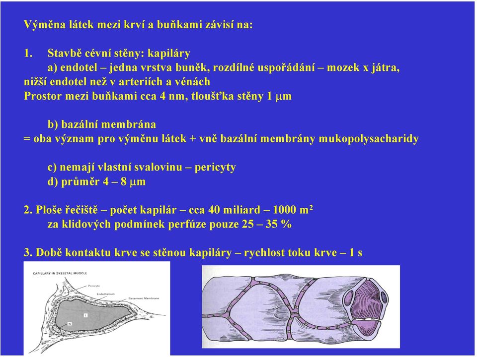 Prostor mezi buňkami cca 4 nm, tloušťka stěny 1 µm b) bazální membrána = oba význam pro výměnu látek + vně bazální membrány