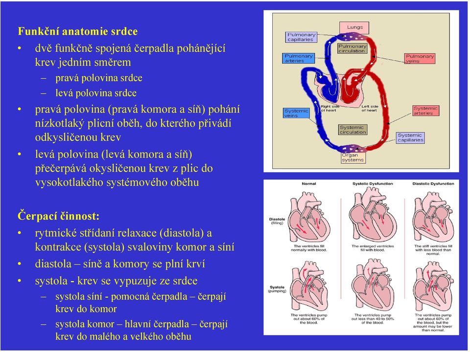 vysokotlakého systémového oběhu Čerpací činnost: rytmické střídaní relaxace (diastola) a kontrakce (systola) svaloviny komor a síní diastola síně a komory