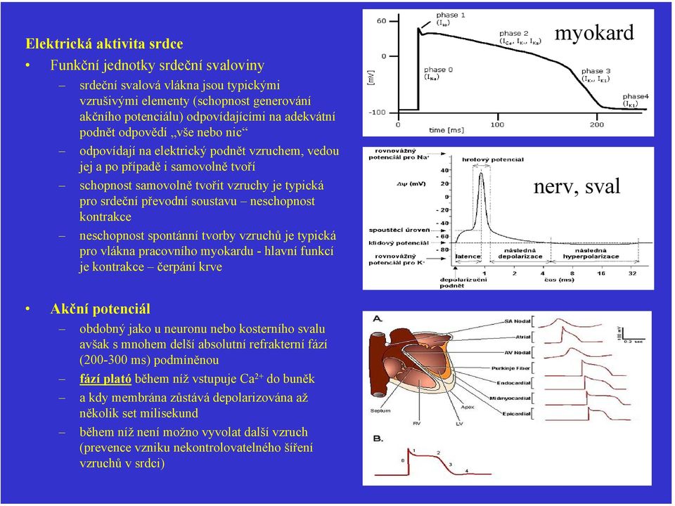 kontrakce neschopnost spontánní tvorby vzruchů je typická pro vlákna pracovního myokardu - hlavní funkcí je kontrakce čerpání krve myokard nerv, sval Akční potenciál obdobný jako u neuronu nebo