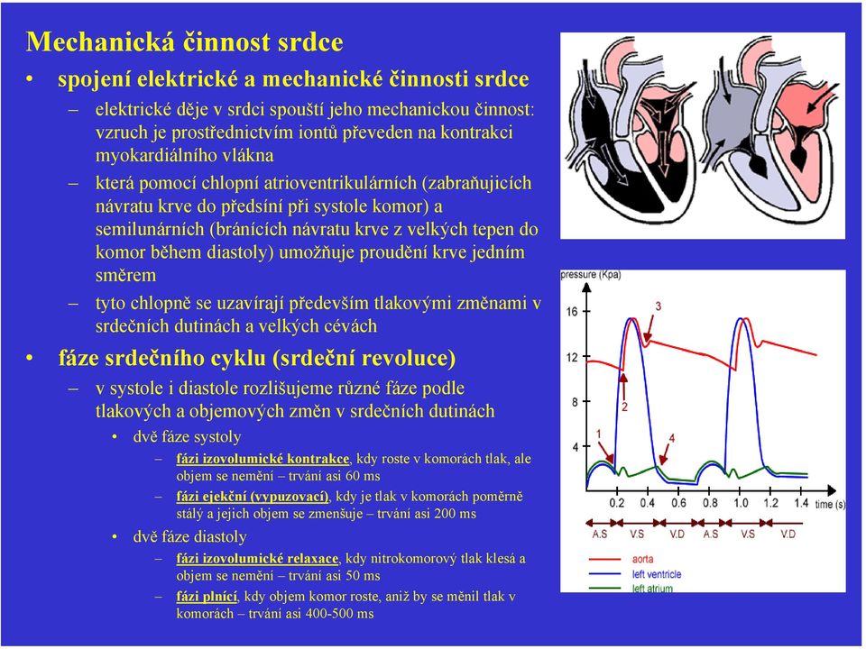 proudění krve jedním směrem tyto chlopně se uzavírají především tlakovými změnami v srdečních dutinách a velkých cévách fáze srdečního cyklu (srdeční revoluce) v systole i diastole rozlišujeme různé