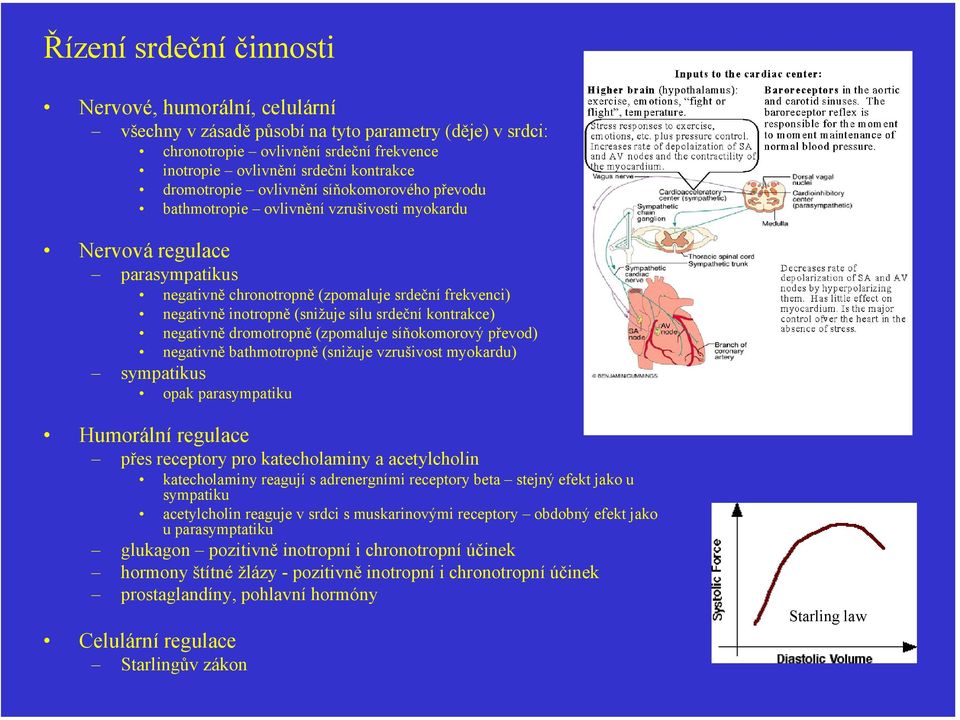 (snižuje sílu srdeční kontrakce) negativně dromotropně (zpomaluje síňokomorový převod) negativně bathmotropně (snižuje vzrušivost myokardu) sympatikus opak parasympatiku Humorální regulace přes
