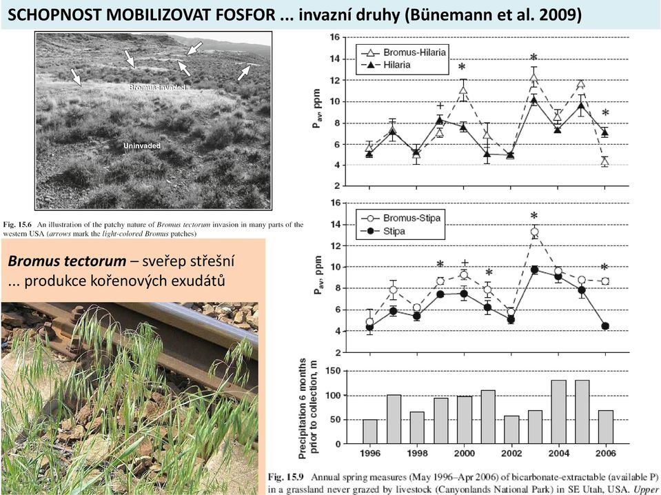 2009) Bromus tectorum sveřep