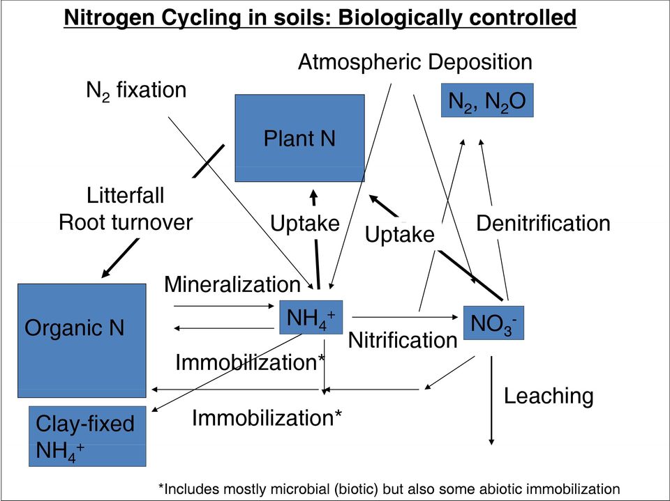 Mineralization Organic N NH 4 + Immobilization* Nitrificationifi ti NO - 3 Clay-fixed