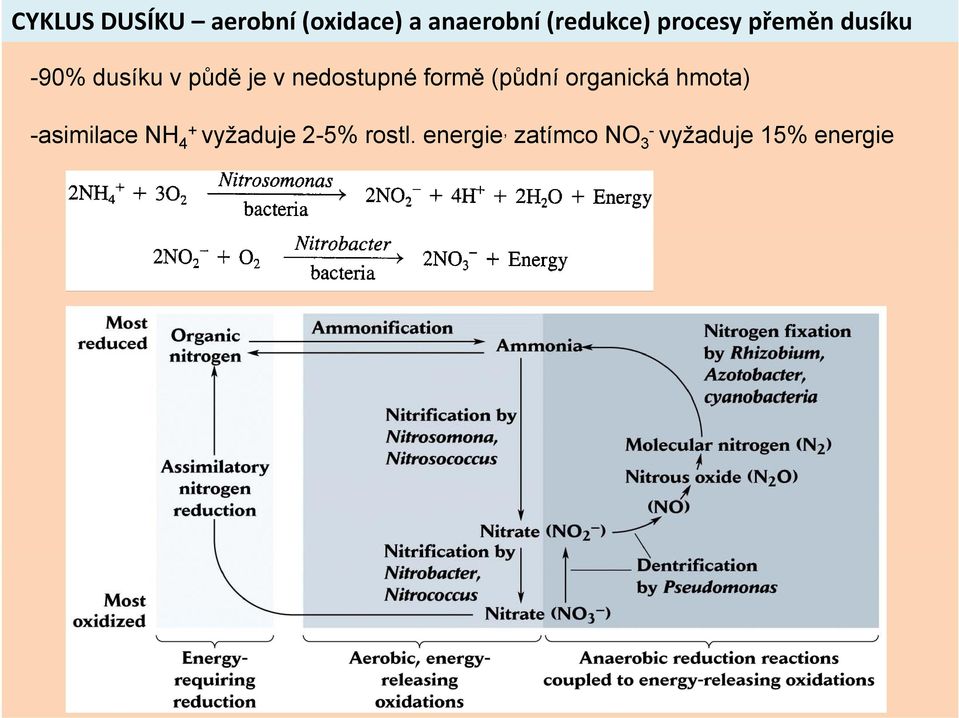 nedostupné formě (půdní organická hmota) -asimilace NH