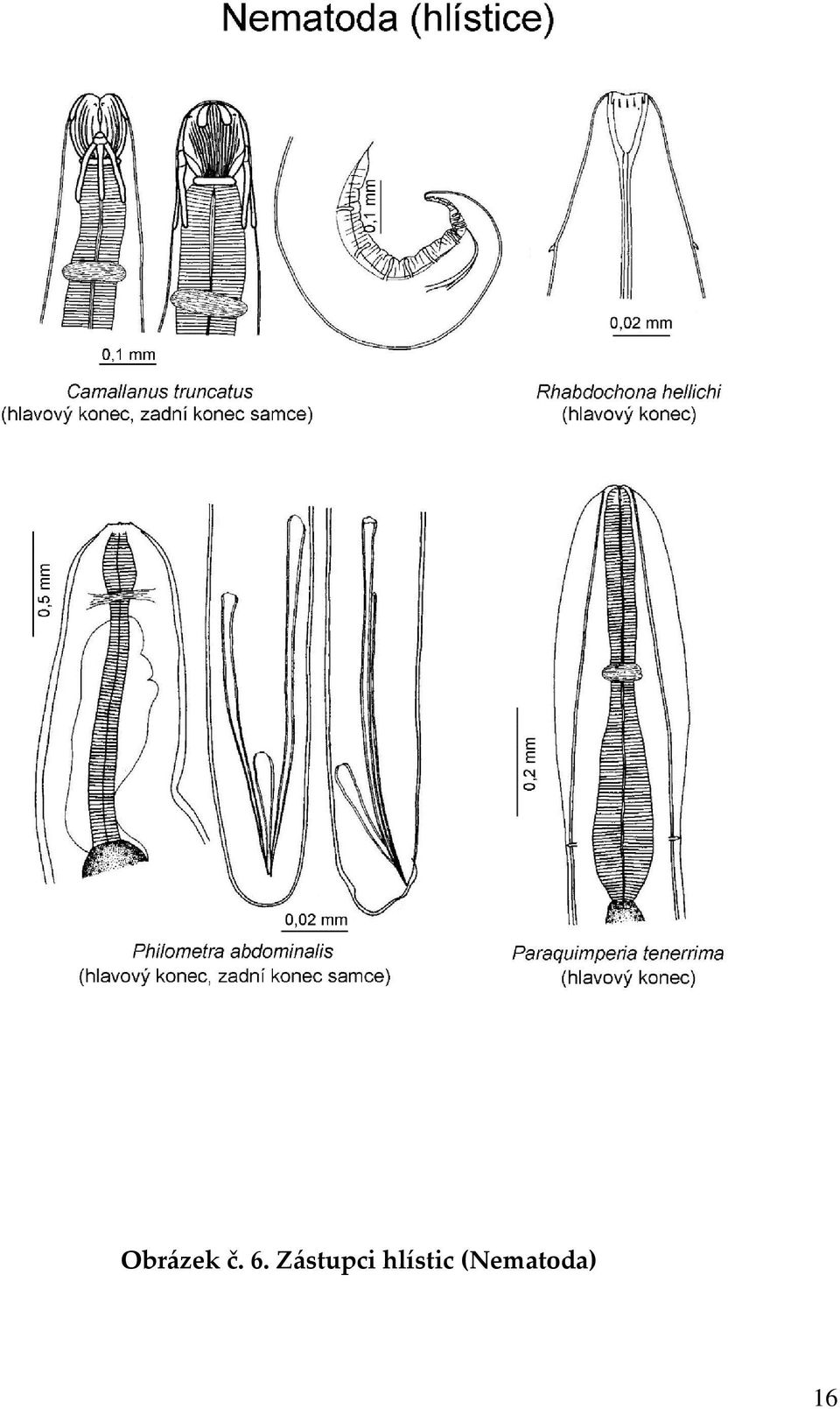 Zástupci