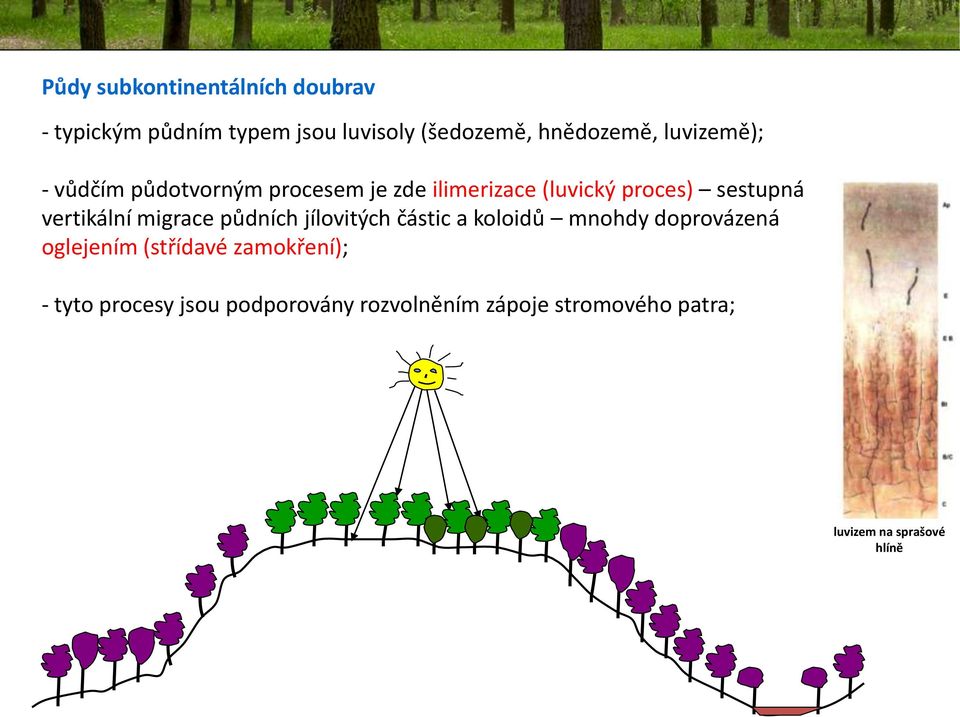 vertikální migrace půdních jílovitých částic a koloidů mnohdy doprovázená oglejením (střídavé