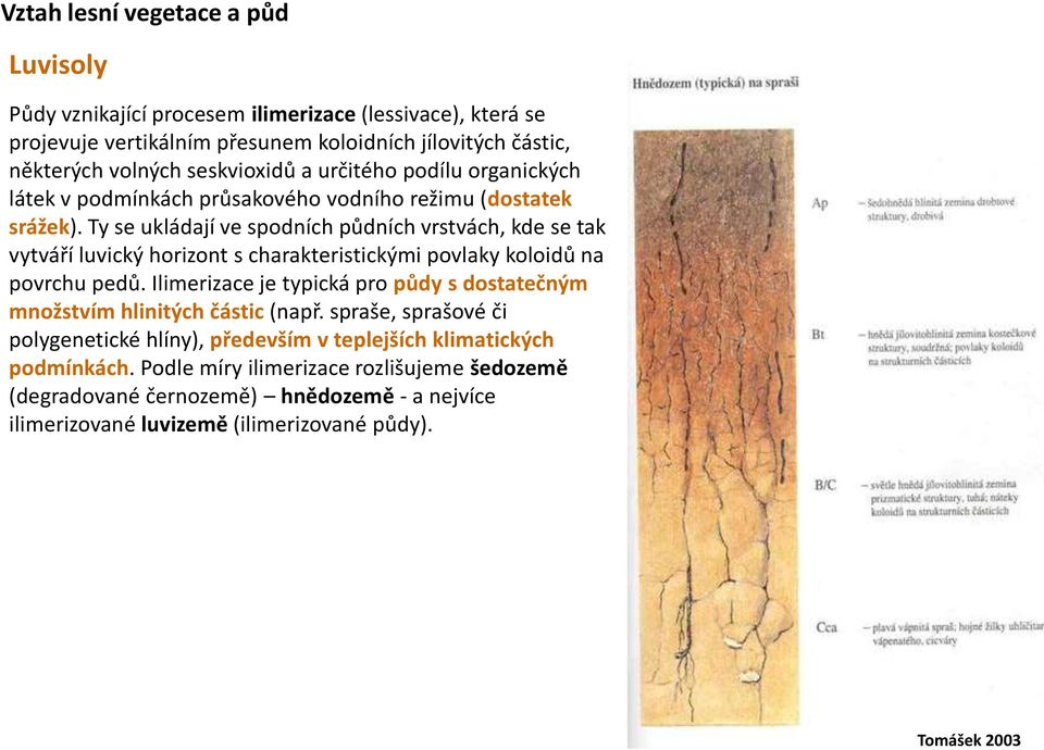 Ty se ukládají ve spodních půdních vrstvách, kde se tak vytváří luvický horizont s charakteristickými povlaky koloidů na povrchu pedů.