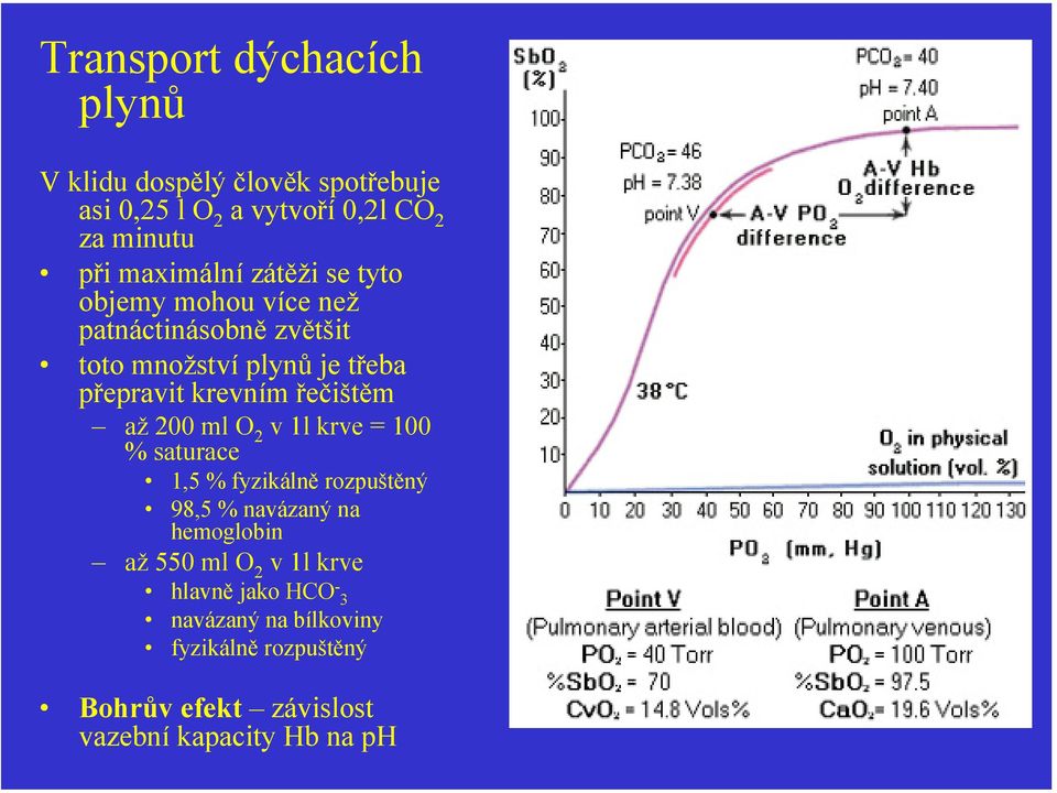 řečištěm až 200 ml O 2 v 1l krve = 100 % saturace 1,5 % fyzikálně rozpuštěný 98,5 % navázaný na hemoglobin až 550 ml