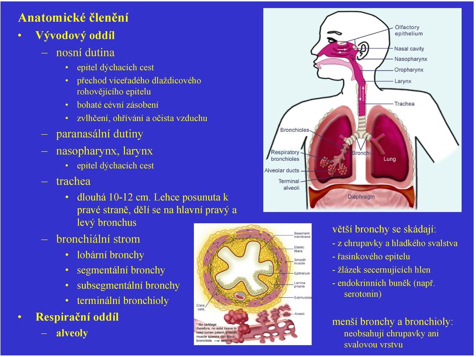 Lehce posunuta k pravé straně, dělí se na hlavní pravý a levý bronchus bronchiální strom lobární bronchy segmentální bronchy subsegmentální bronchy terminální bronchioly