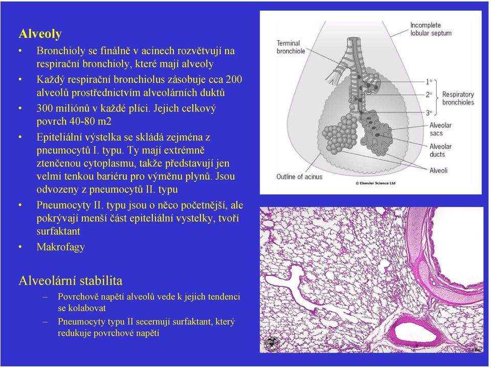 Ty mají extrémně ztenčenou cytoplasmu, takže představují jen velmi tenkou bariéru pro výměnu plynů. Jsou odvozeny z pneumocytů II. typu Pneumocyty II.