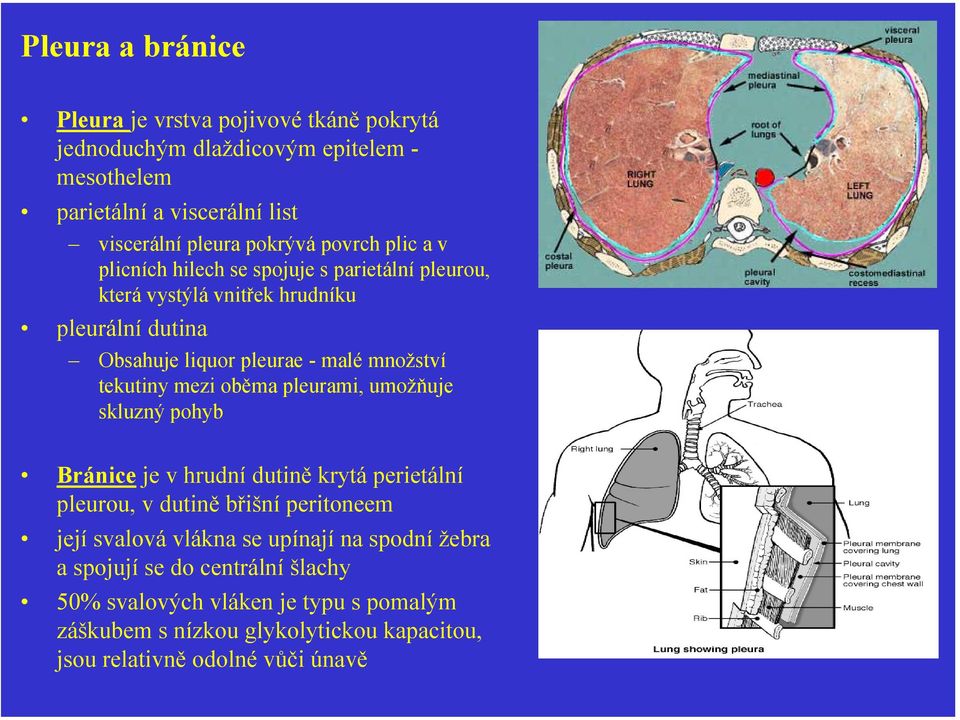 tekutiny mezi oběma pleurami, umožňuje skluzný pohyb Bránice je v hrudní dutině krytá perietální pleurou, v dutině břišní peritoneem její svalová vlákna se