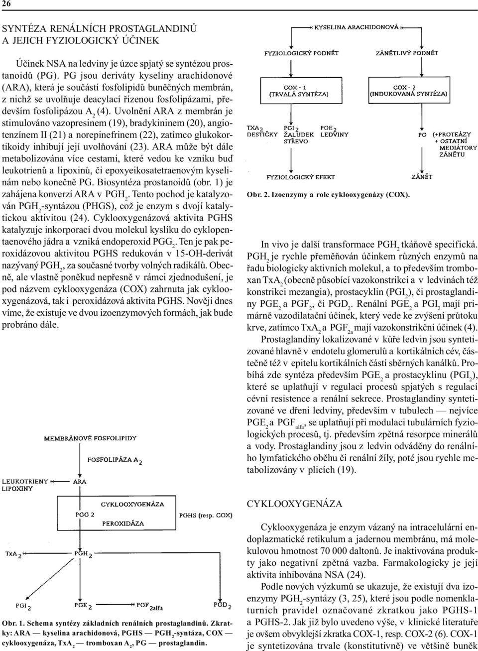 Uvolnìní ARA z membrán je stimulováno vazopresinem (19), bradykininem (20), angiotenzínem II (21) a norepinefrinem (22), zatímco glukokortikoidy inhibují její uvolòování (23).