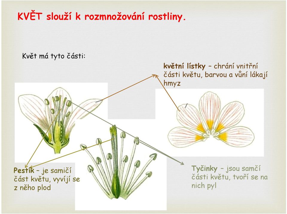 květu, barvou a vůní lákají hmyz Pestík je samičí část