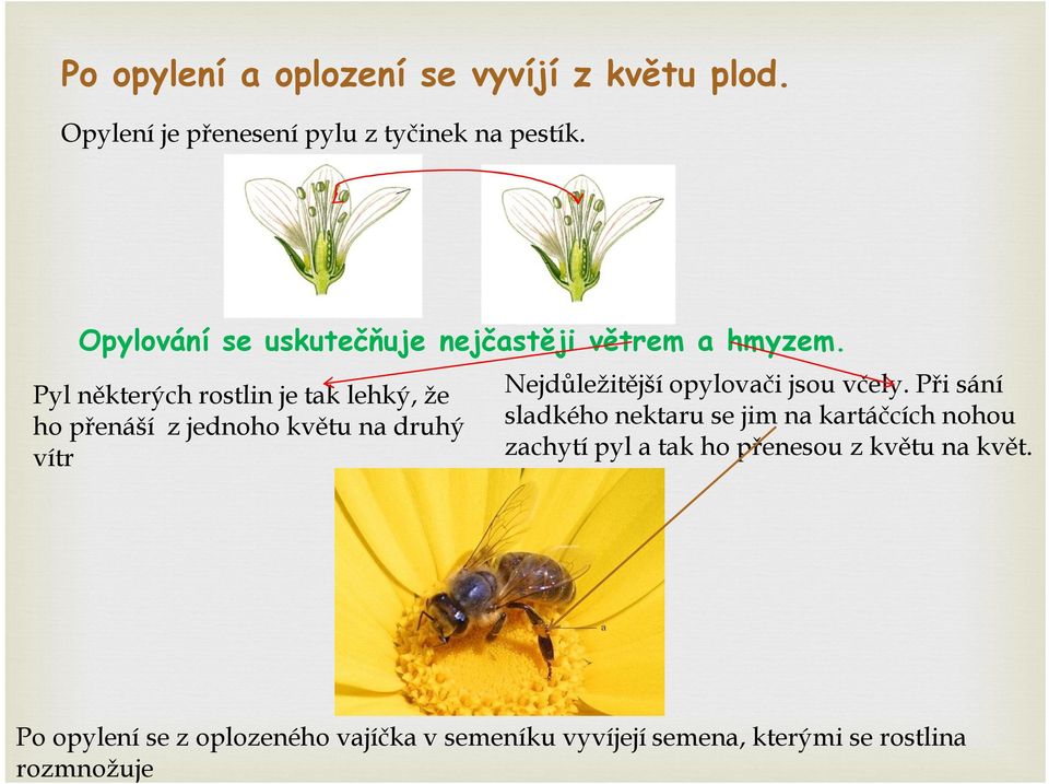 Pyl některých rostlin je tak lehký, že ho přenáší z jednoho květu na druhý vítr Nejdůležitější opylovači jsou