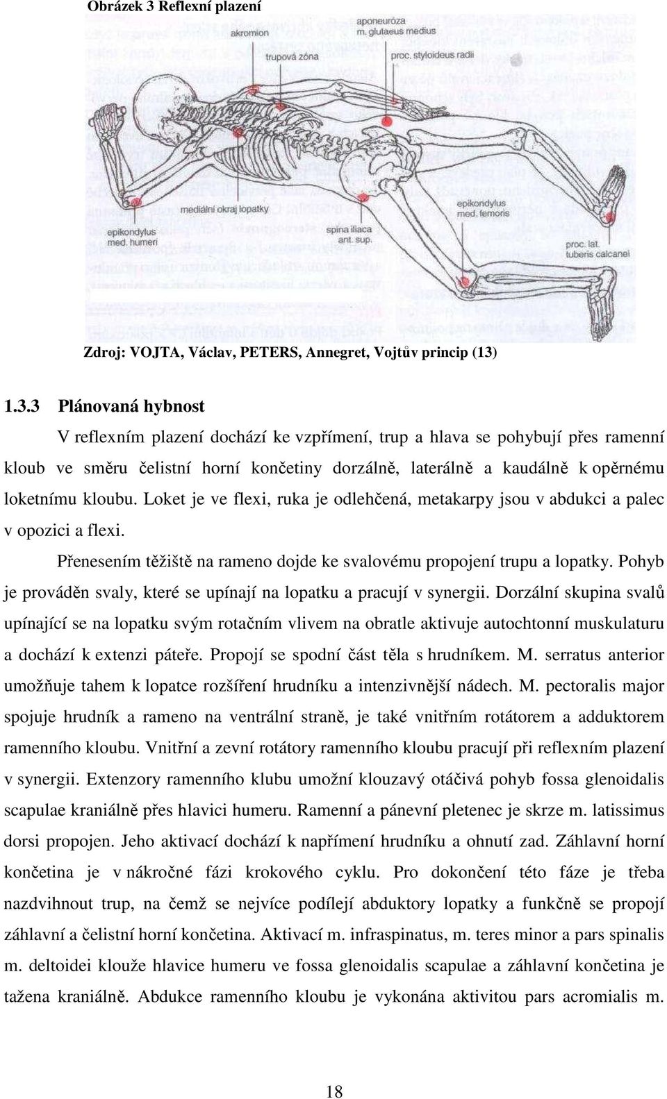 1.3.3 Plánovaná hybnost V reflexním plazení dochází ke vzpřímení, trup a hlava se pohybují přes ramenní kloub ve směru čelistní horní končetiny dorzálně, laterálně a kaudálně k opěrnému loketnímu