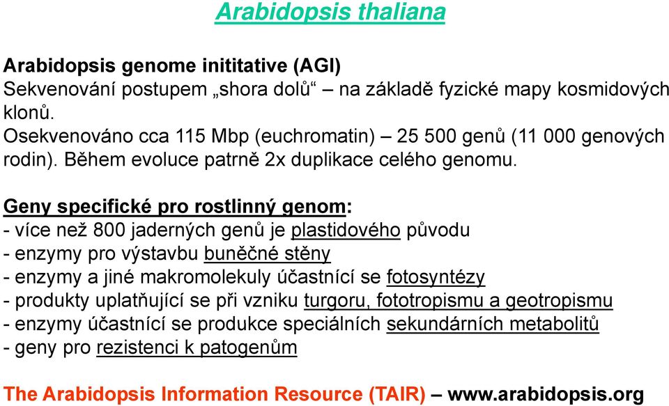 Geny specifické pro rostlinný genom: - více než 800 jaderných genů je plastidového původu - enzymy pro výstavbu buněčné stěny - enzymy a jiné makromolekuly účastnící se