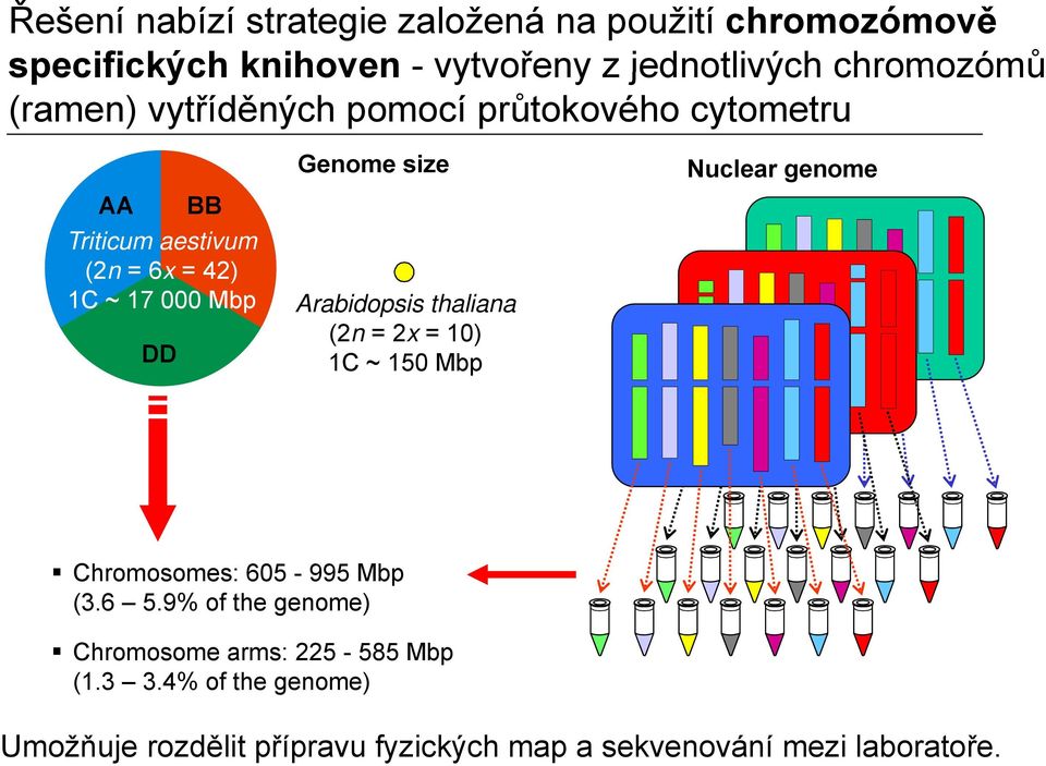 Arabidopsis thaliana (2n = 2x = 10) 1C ~ 150 Mbp Nuclear genome ; Chromosomes: 605-995 Mbp (3.6 5.