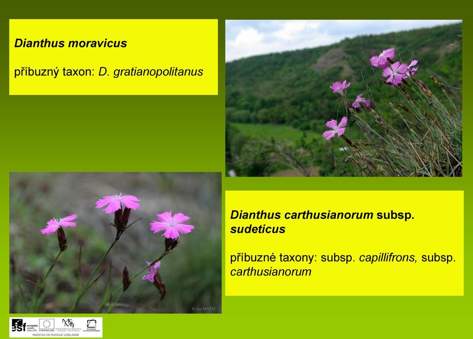 carthusianorum subsp.