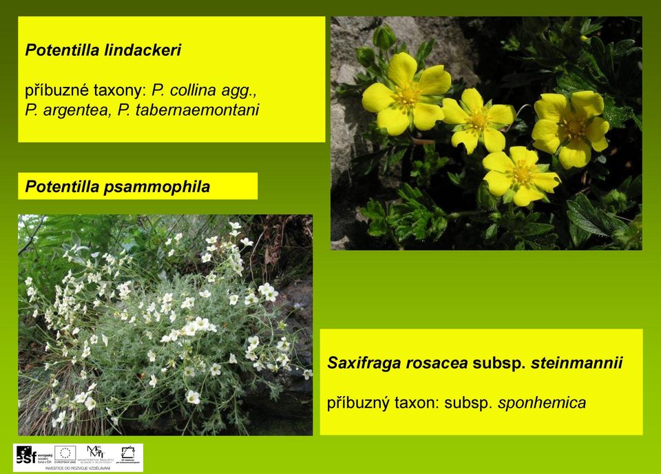 tabernaemontani Potentilla psammophila