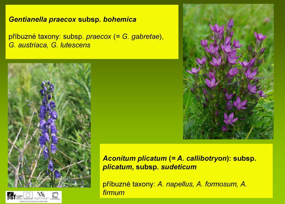 lutescens Aconitum plicatum (= A. callibotryon): subsp.