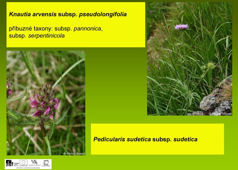 subsp. pannonica, subsp.