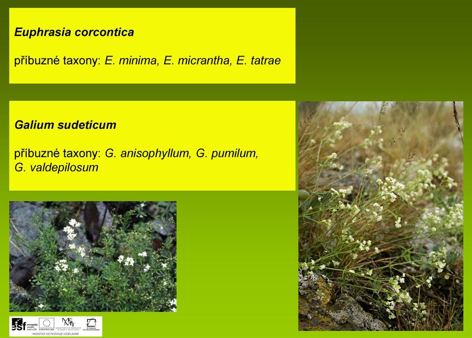 tatrae Galium sudeticum příbuzné