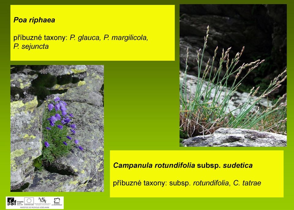 sejuncta Campanula rotundifolia subsp.