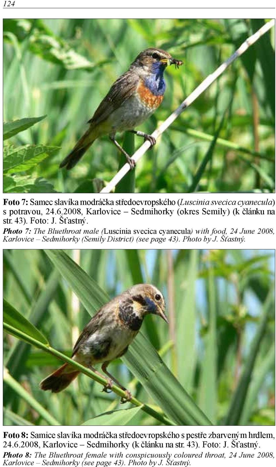 Photo 7: The Bluethroat male (Luscinia svecica cyanecula) with food, 24 June 2008, Karlovice Sedmihorky (Semily District) (see page 43). Photo by J. Šťastný.