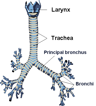 Průdušnice: (trachea) trubice dlouhá 12 14 cm od dolního okraje cartilago cricoidea tj. C6.