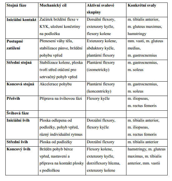 Tabulka 1 Aktivita svalů při chůzi. Rose, J., Gamble, J. G. (2006)Human walking [online].in Dalíková, Z.
