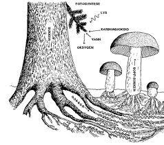 Cizopasné houby parazitické původci chorob u rostlin i