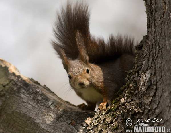 (Spermophilus citellus) ŘÍŠE : živočichové (Animalia) KMEN :strunatci (Chordata) PODKMEN : obratlovci (Vertebrata) TŘÍDA :